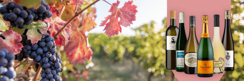 Herbst-Aktion 2025