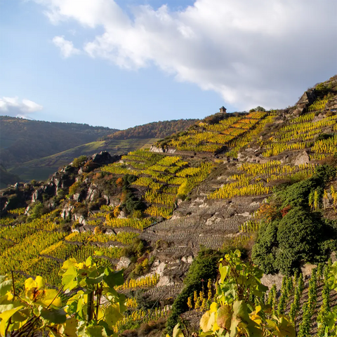 Rotweinberge im Ahr-Tal, Deutschland