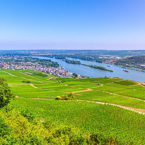 Weinberge bei Rüdesheim am Rhein in der Weinbauregion Rheingau, Deutschland