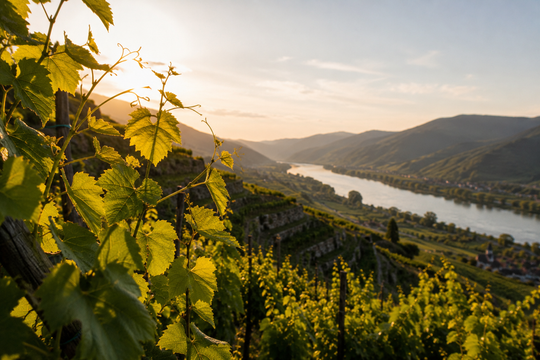 Ein Wochenende voller Genuss, Familie und großer Weine in der Wachau