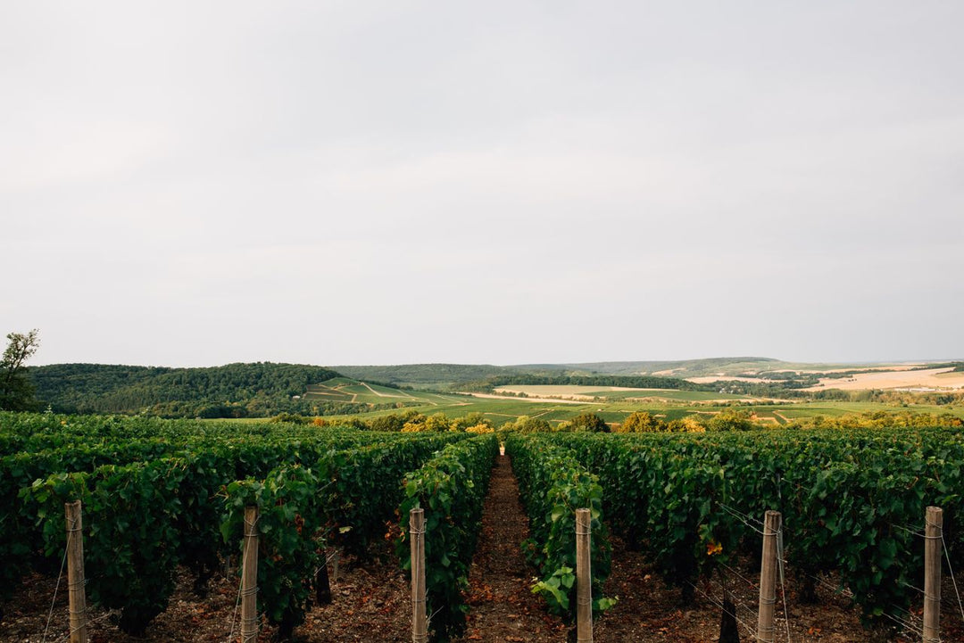 Weinregion Pfalz – Sonnenverwöhnte Weine, große Rieslinge und mediterranes Lebensgefühl