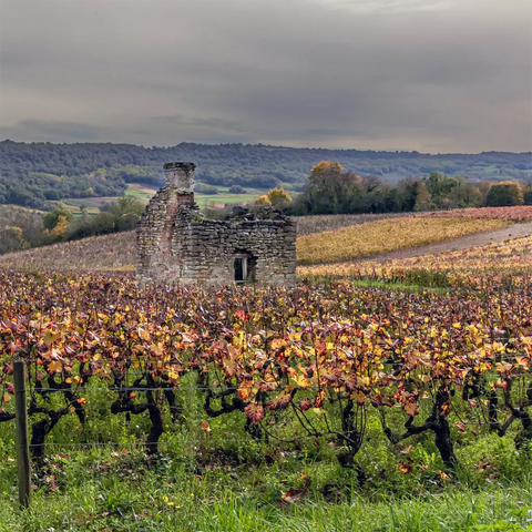Burgund