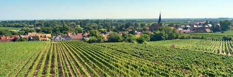 Die Deutsche Weinstraße in der Pfalz am Abend