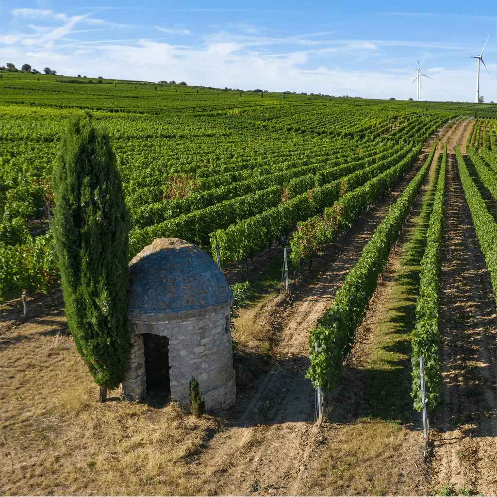 Ein Trulli mit Zypresse am Rande eines Weinanbaugebiets in Rheinhessen, Deutschland