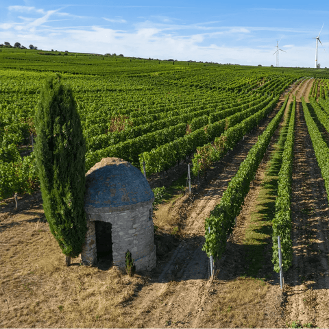 Ein Trulli mit Zypresse am Rande eines Weinanbaugebiets in Rheinhessen, Deutschland