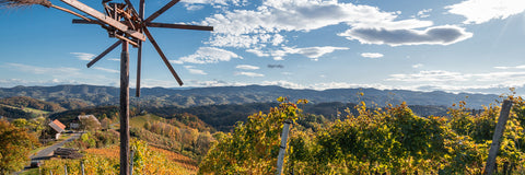 Weingärten in der Südateiermark im Herbst, davor ein Klapptet
